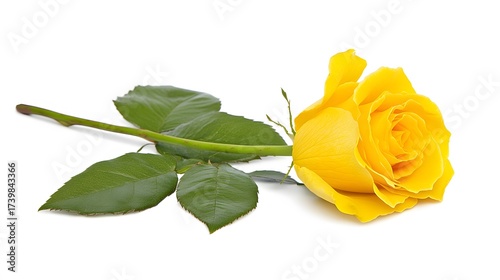 Elegant yellow rose laying down on a white background, soft petals