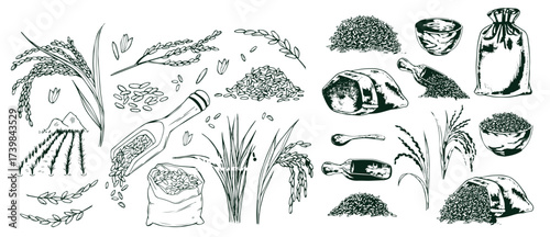 Sketch wheat set isolated on white background