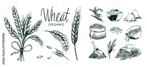 Sketch wheat set isolated on white background