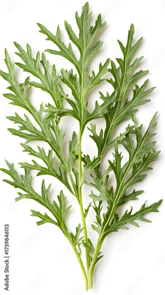 Fototapeta premium Green Artemisia Leaves Isolated on White Background, Herbal Medicine Concept