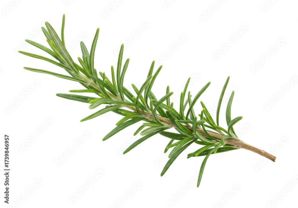 Fototapeta premium Isolated fresh rosemary twig, sprig, branch, ingredient for culinary purposes and decoration