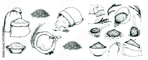 Sketch wheat set isolated on white background