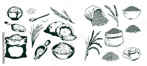 Sketch wheat set isolated on white background