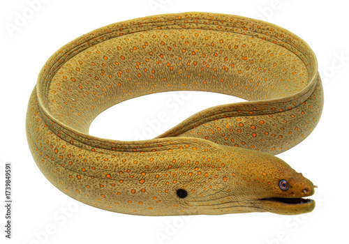 Foto Isolated yellow moray eel, a marine fish that lacks pectoral and pelvic fins, is