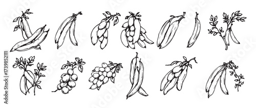 pea pods and beans in hand drawn style