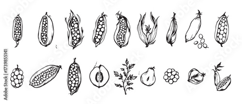 corn beans peas and other vegetables in a sketch