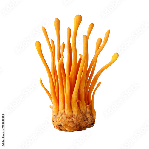 Radiant cordyceps mushroom bursting with vitality and natural wellness benefits, perfect for health and nutrition focused designs, conveying a sense of vibrant energy and holistic health