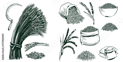 Sketch wheat set isolated on white background