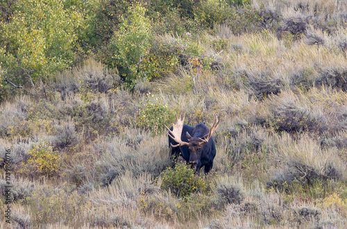 Bull Shiras Moose During the Rut in Autumn in Wyoming