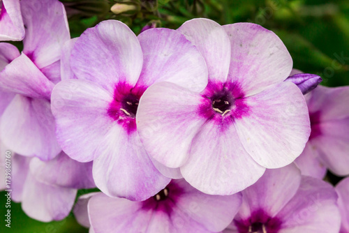 phlox pink. colorful macro photography of a flower. blurred background with highlights and bokeh. the beauty of nature. wildlife.