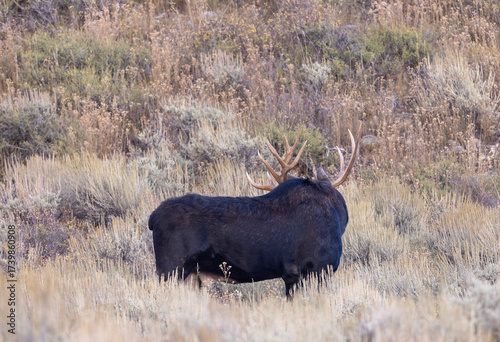 Bull Shiras Moose During the Rut in Autumn in Wyoming