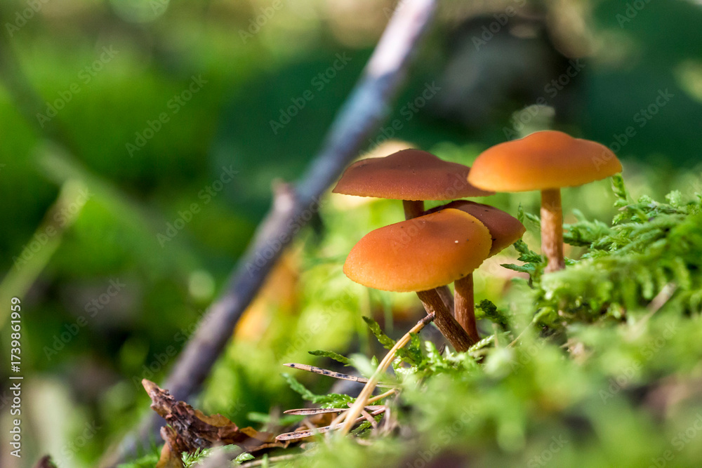Fototapeta premium poisonous mushrooms galerina. on a blurred background. colorful macro photography of mushrooms. wildlife. beauty of wildlife. close-up. free space. space for text. screensaver.