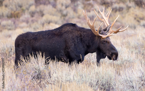 Bull Shiras Moose During the Rut in Autumn in Wyoming