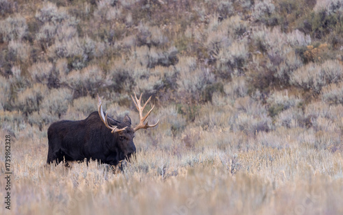 Bull Shiras Moose During the Rut in Autumn in Wyoming