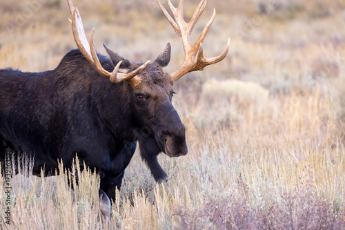 Bull Shiras Moose During the Rut in Autumn in Wyoming