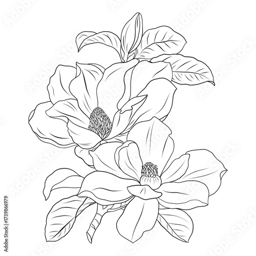 Magnolia flower branch
