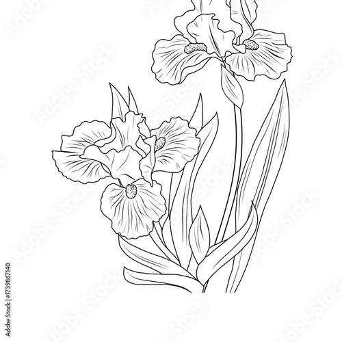 Iris flowers 