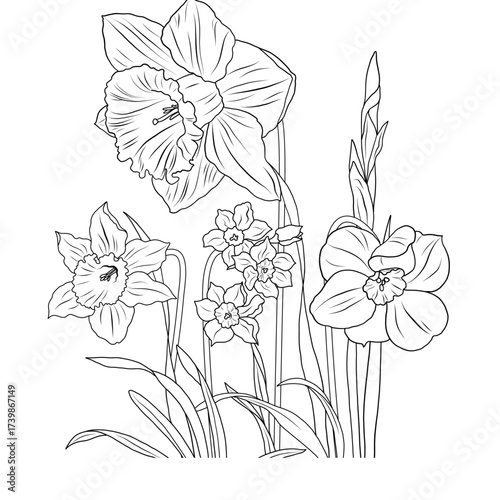 Daffodils and narcissus flowers set 