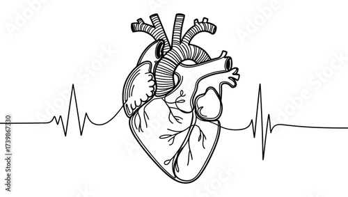 Detailed line drawing of human heart with ECG waveform, symbolizing cardiac health, anatomy, heartbeat monitoring, and medical awareness concept