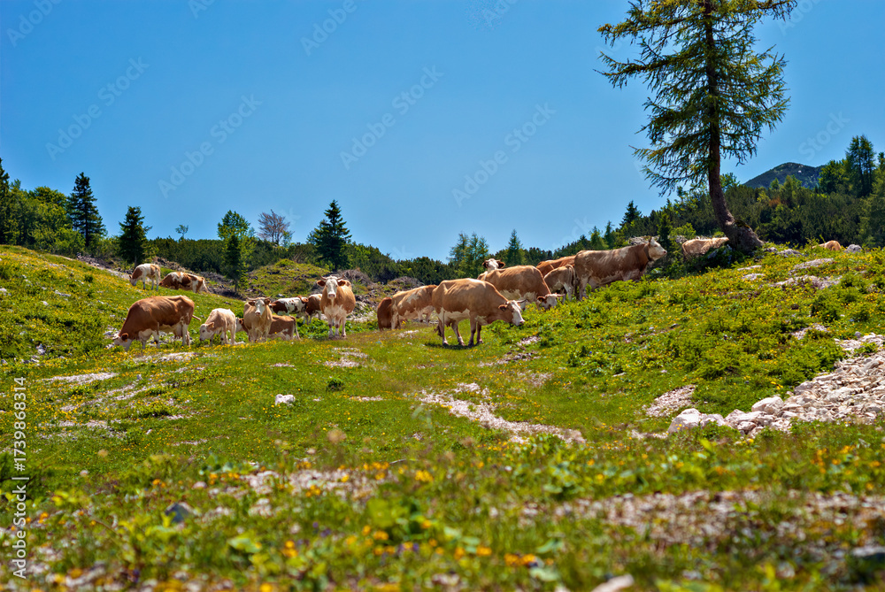 custom made wallpaper toronto digitalWide alpine meadow in Slovenia Alps with herd of cows grazing among wildflowers and pine under bright summer sky, peaceful rural landscape