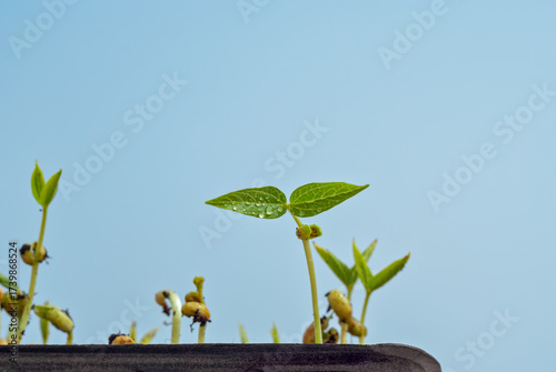 Wallpaper Mural Fresh microgreens seedlings sprouting in shallow tray with soil against soft blue background, clean minimal mood Torontodigital.ca