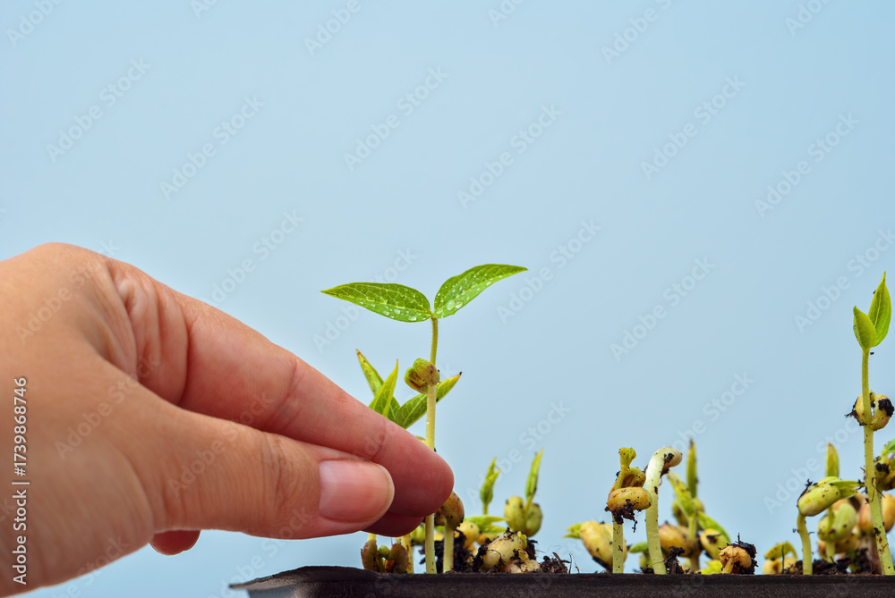 custom made wallpaper toronto digitalLeft hand gently touches young sprout in microgreens tray with soil against clean blue background, fresh minimal mood