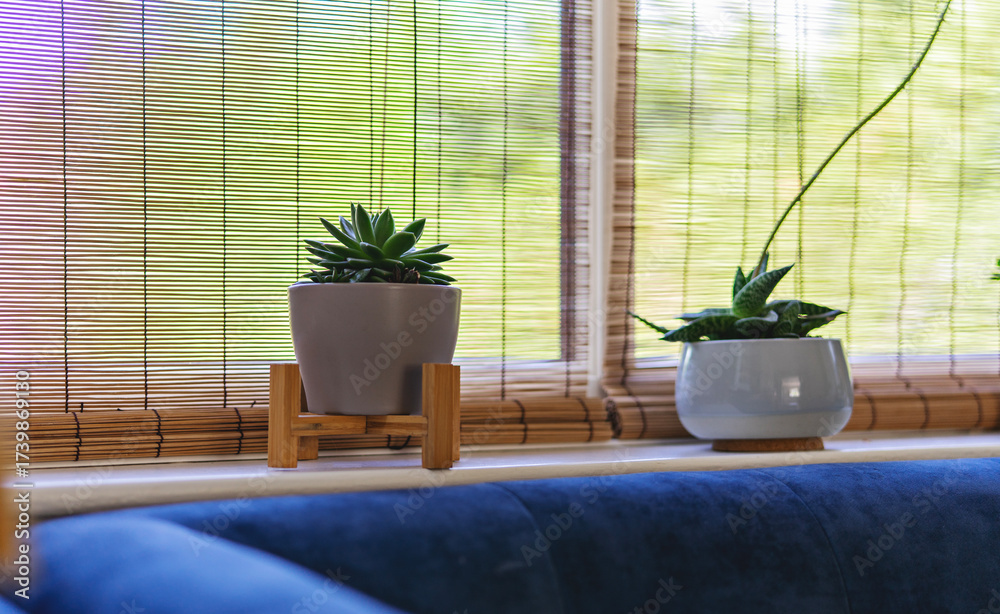 custom made wallpaper toronto digitalTwo potted succulents on sunny windowsill with bamboo blinds and soft greenery outside, calm cozy interior mood