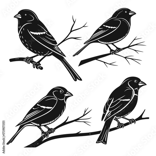 set of birds on a branch
