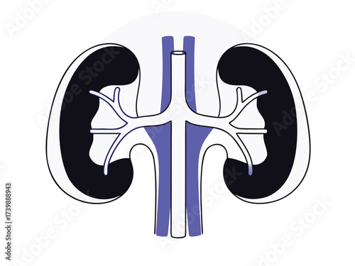 Vector art of kidney anatomy illustration
