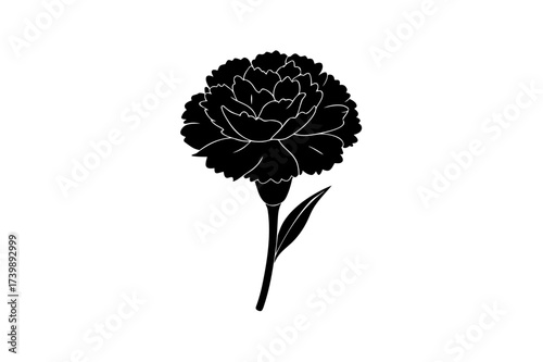 Silhouette of a carnation flower on transparent background