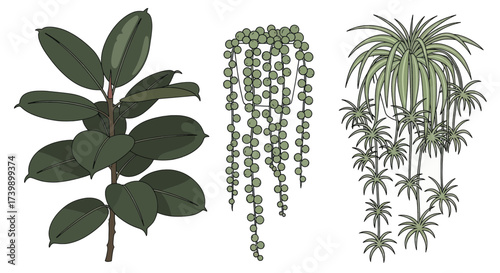 Collection of three popular indoor plants illustration on white background.