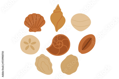 Diverse collection of beach seashells and marine objects including sand dollar