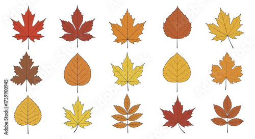 Set of colorful autumn leaves vector illustration 2.