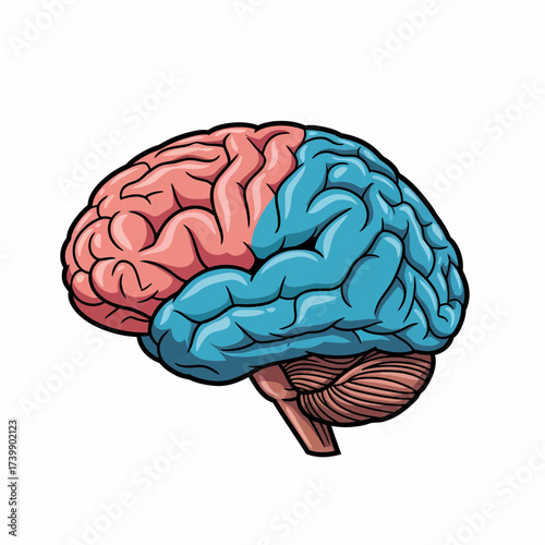 Anatomical Brain Illustration with Pink and Blue Hemispheres in Side View.