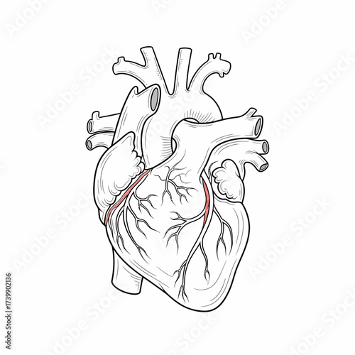 Anatomical Heart Illustration with Detailed Vessels and Chambers in Black and White.