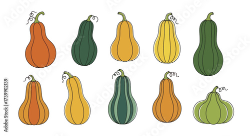 Collection of various autumn squashes and gourds illustration.