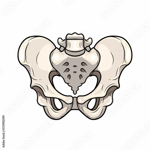 Anatomical Illustration of a Human Pelvis with Detailed Bone Structure and Cartoonish Style.