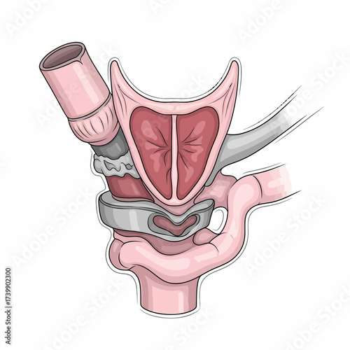 Anatomical Illustration of the Human Larynx Trachea and Surrounding Structures.