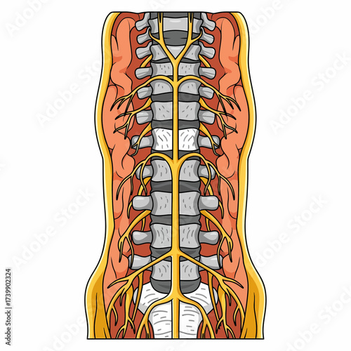 Anatomical Illustration of the Human Spinal Cord and Nerve Roots with Muscle Tissue.