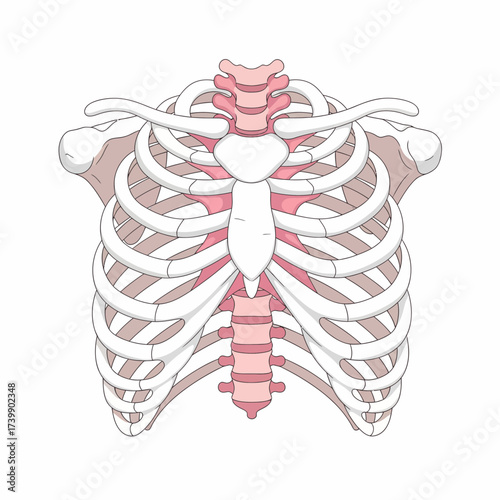 Anatomical Ribcage Illustration with Sternum and Vertebrae in Pink and White.