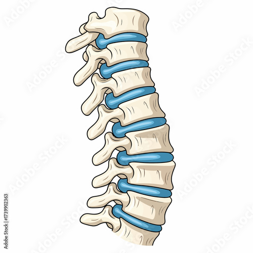 Anatomical Spine Illustration Detailed Vertebral Column with Intervertebral Discs.