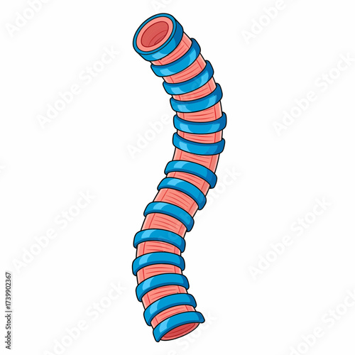 Cartoon Bronchus Illustration with Blue Cartilage Rings and Pink Tissue.