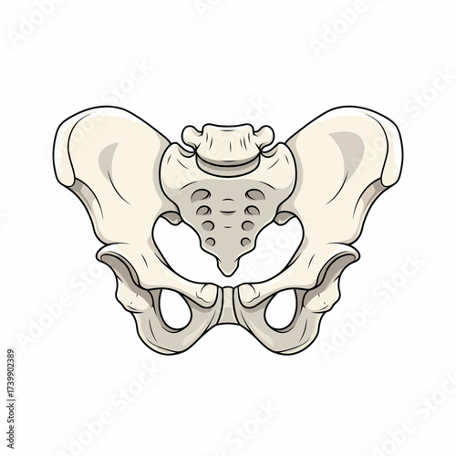 Anatomically Detailed Cartoon Pelvis Bone Structure with Distinct Foramina and Outlined Edges.
