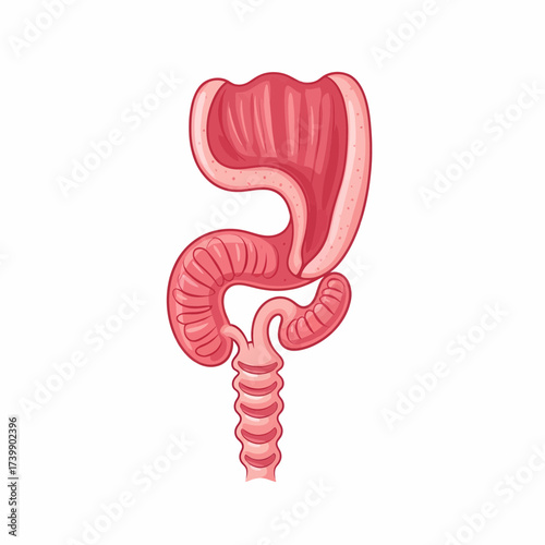 Cartoon depiction of the human digestive system showcasing the stomach and intestines.