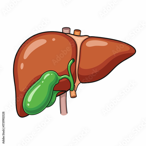 Cartoon Liver and Gallbladder Illustration with Detailed Anatomical Features.