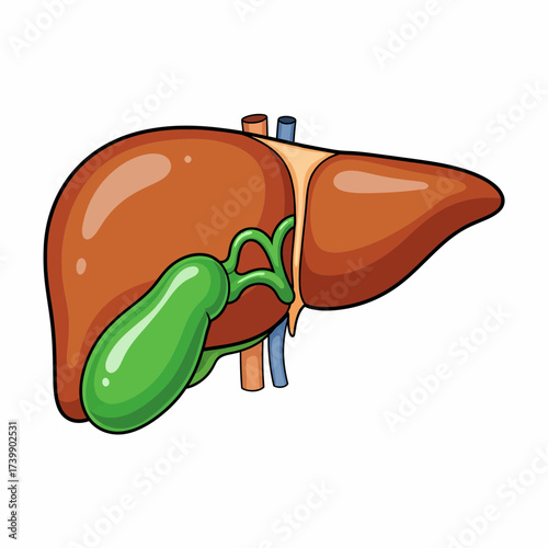 Cartoon Liver and Gallbladder Illustration with Anatomical Vessels Detail.