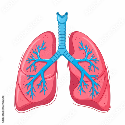 Cartoon Lungs with Trachea and Bronchial Tree Illustration on Transparent Background.