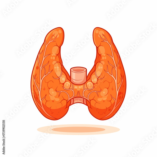 Cartoon Thyroid Gland with Follicles and Veins in Orange and Red Tones.