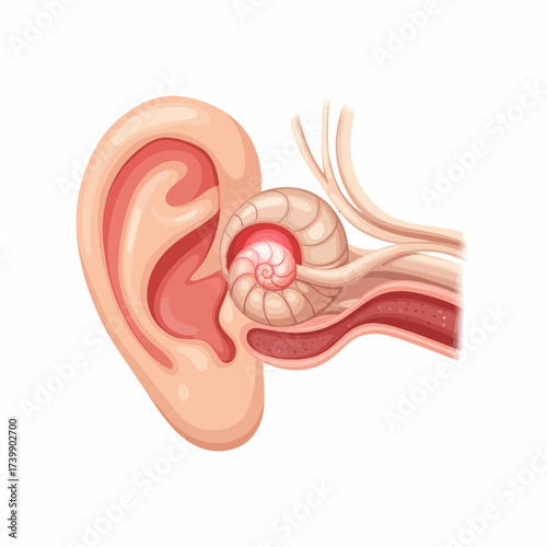 Detailed Anatomical Illustration of the Human Ear with Inner Structures.