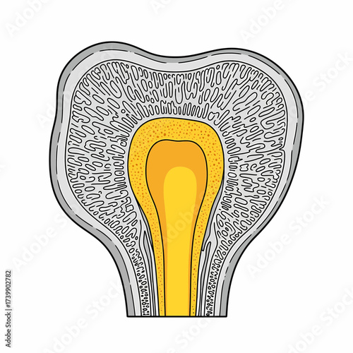 Detailed Illustration of a Sectioned Bone Structure with Marrow Cavity.